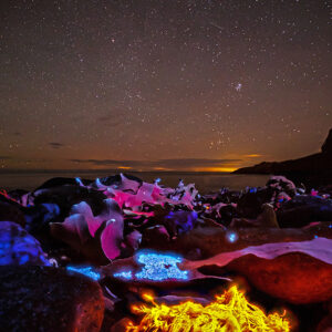 Lysande sjögräs och natthimmel 40x30cm